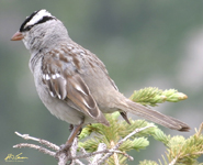 White crowned Sparrow